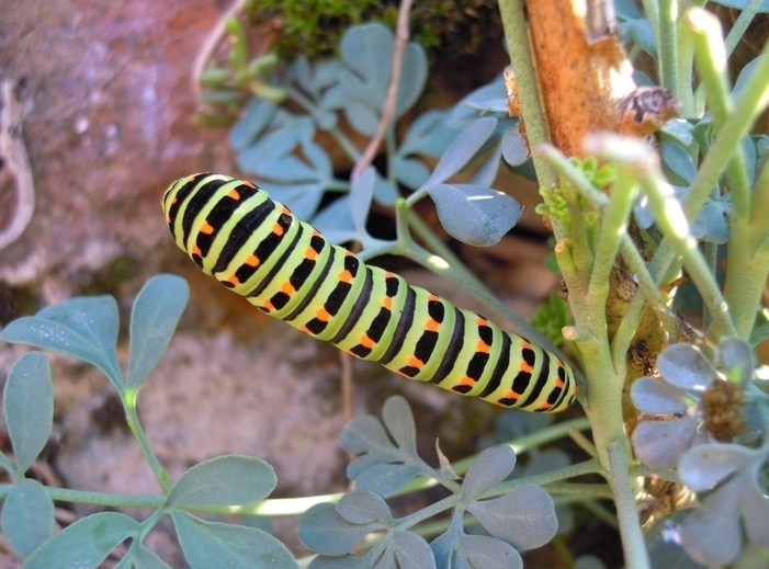 ID bruco - Papilio machaon